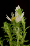 Aster ericoides f. prostratus 'Snow Flurry' RCP10-07 050.jpg